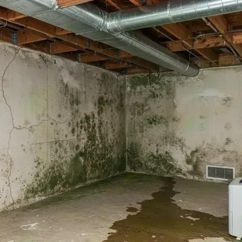 Professional Mold Removal in Wheeler County, GA